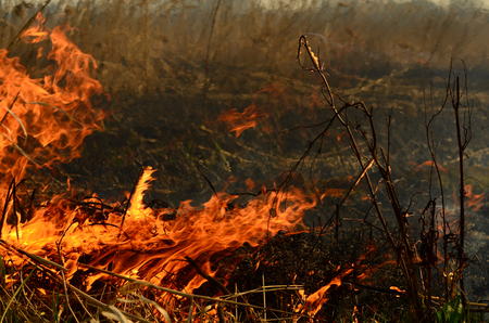 fire burn grass.