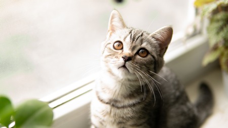 An adorable Scottish fold cat by the window.の写真素材