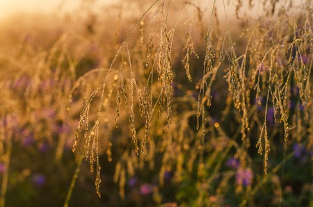 meadow in the morning with dew drops.の写真素材