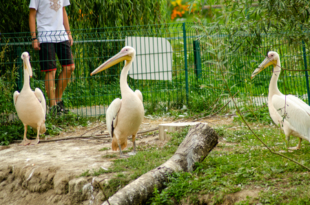 Pelicans in the cage.の写真素材