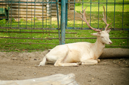 Deers in the cage at the zoo of Thailandの写真素材
