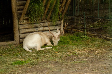 golden and red leaves on the mud background.の写真素材