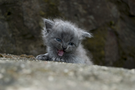 The little kitten in the author's treatmentの写真素材