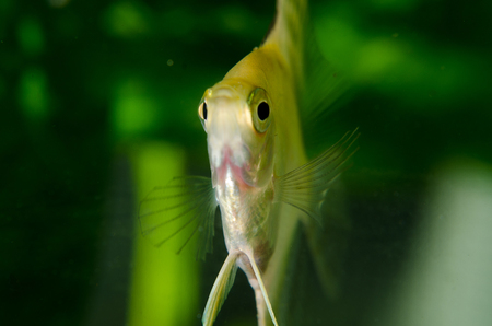 A green beautiful planted tropical freshwater aquarium with fish pterophyllum scalare