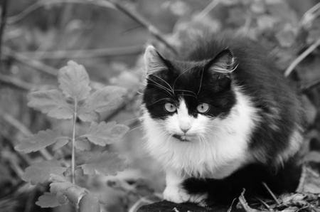 Funny red cat flying in the air in autumnの写真素材