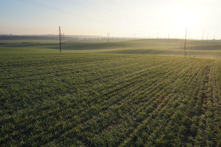 Panorama of a wheat field against blue sky.Artistic work of my own. Intentional blur at this design