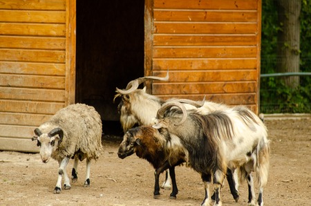 Goats and sheep together, a sheep dark.