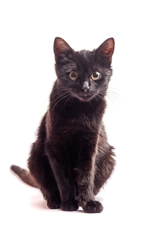 Black Cat sitting and looking at the camera, isolated on whiteの写真素材