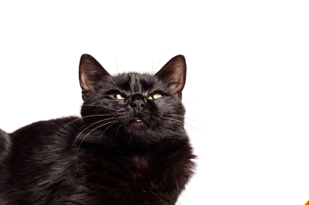 Black Cat sitting and looking at the camera, isolated on whiteの写真素材
