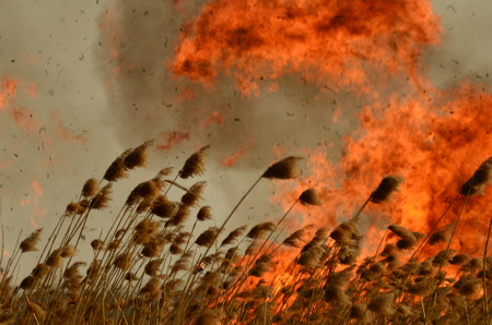 coastal zone of marsh creek, strong smoke from fire of liana overgrowth. Spring fires of dry reeds...