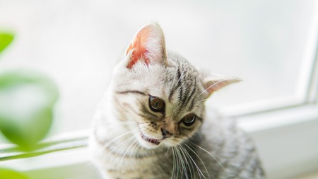Lovable scottish fold cat window plant happy.