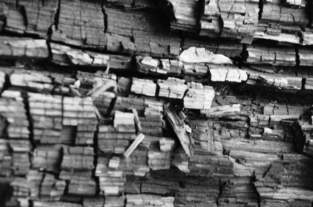 A pile of ash from burnt pieces of wood and dry leaves as background