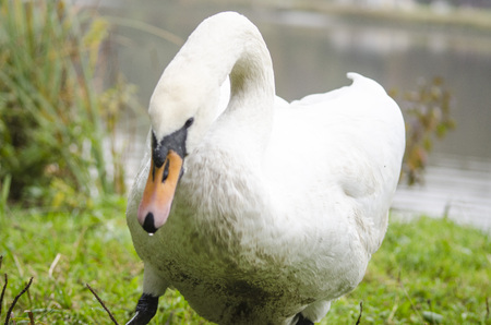 White swan on the farmの写真素材