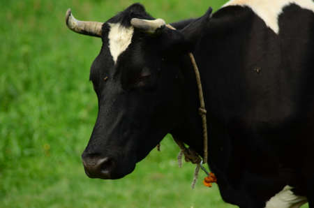 cow in the farmの写真素材
