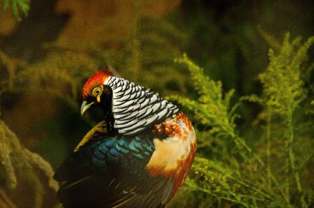 Pheasant, male, ring necked or Common Pheasant (Phasianus colchicus) on a log with green and orange, colourful Autumnal background. Facing left. Landscapeの写真素材