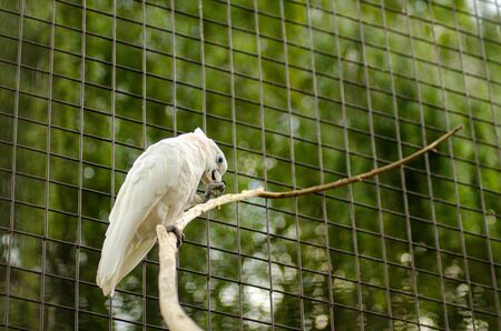 beautiful white parrot in a cage.の写真素材