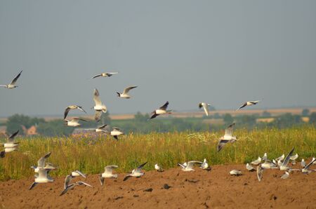 10.07.2017 Lutsk Ukraine Farmer in tractor preparing land with seedbed cultivator as part of pre seeding activities in early spring season of agricultural works at farmlandsのeditorial素材