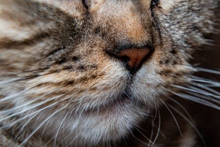 Young crazy surprised cat make big eyes closeup. American shorthair surprised cat or kitten funny...