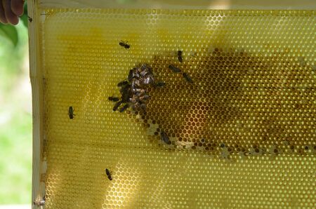 Close up view of the working bees on honey cells.