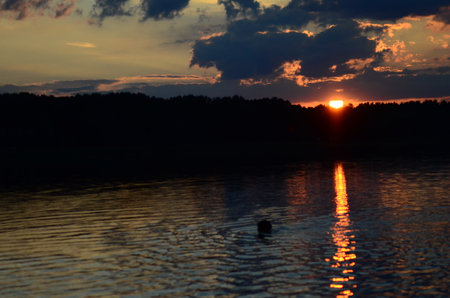 Sunset on the lake in the summer. Silhouette of a duckの写真素材