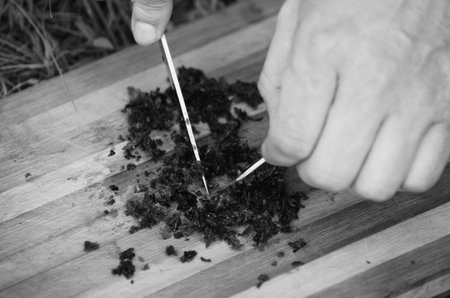 Hands of a caucasian man using tweezers to cut a piece of marijuana on a wooden board.の写真素材