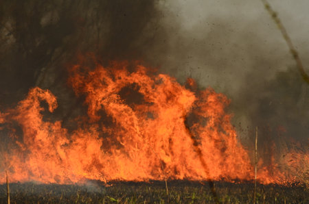 fire burn grass.の写真素材