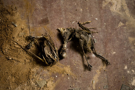 Skeleton of dead birds lying on the floor