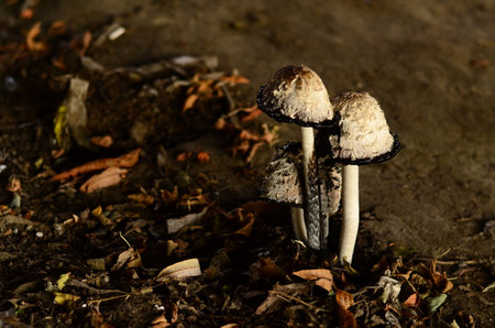 Poisonous mushrooms growing under the trees in the garden.の写真素材