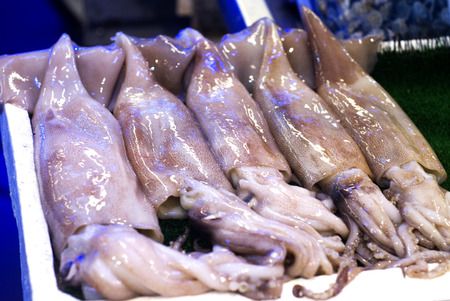 Freshly caught squid for saleの写真素材
