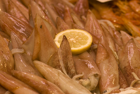 shrimp