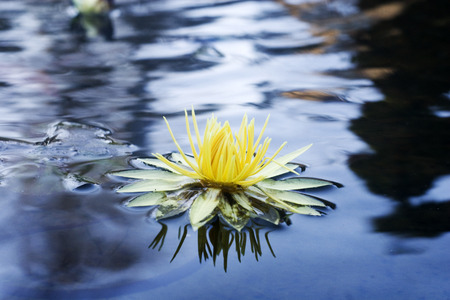 Flowerの写真素材