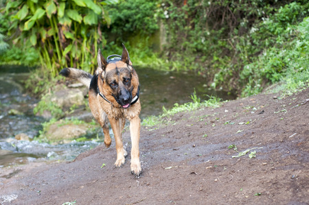 German shepherd dog at the park.の写真素材