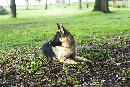 German shepherd dog at the park.の写真素材
