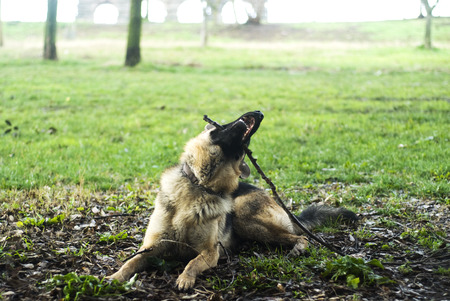 German shepherd dog at the park.