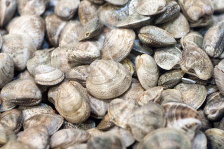 Mound of whole clams on display in fish market.の写真素材