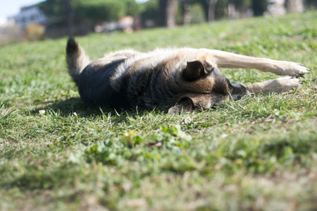German shepherd dog at the park.の写真素材