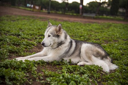 alaskan malamute dog, running happy at the park in Romeの写真素材