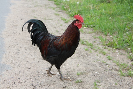 Side view of Roosterの写真素材