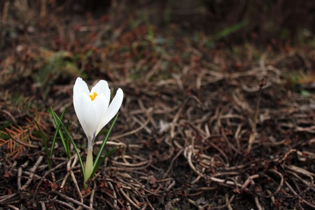 White crocus on a brown backgroundの写真素材