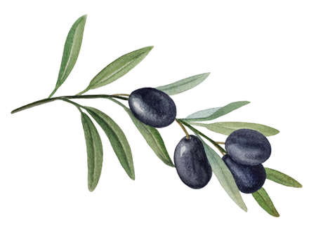 Olive branch with black olives watercolor illustrationの写真素材