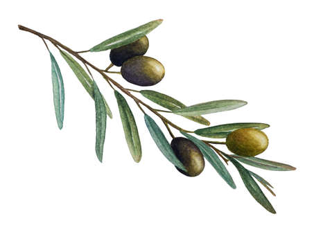 Olive branch with green olives watercolor illustrationの写真素材