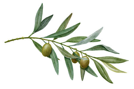 Olive branch with green olives watercolor illustrationの写真素材