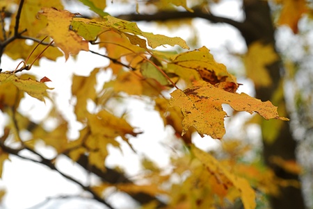 Yellow Autumn Leavesの写真素材