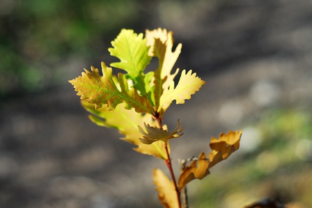 Foliage in the Fall の写真素材