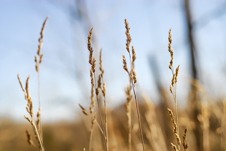 Wheat in the Windの写真素材
