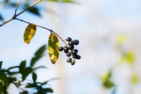 Berriesの写真素材