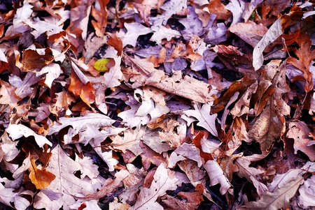 Autumn leaves on the ground