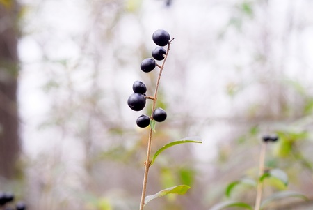 Wild Berries on a Branchの写真素材