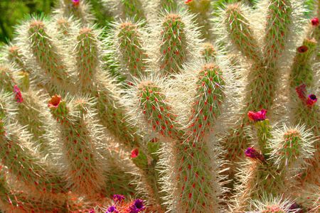 Cholla Cactus in Arizona
