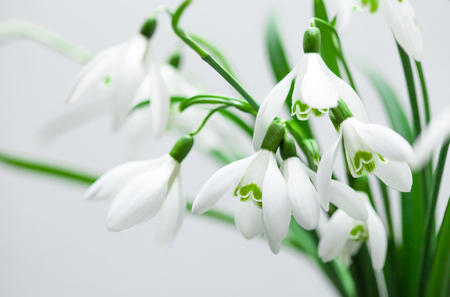 Galanthus nivalis, spring snowdrop flowers on white backgroundの写真素材